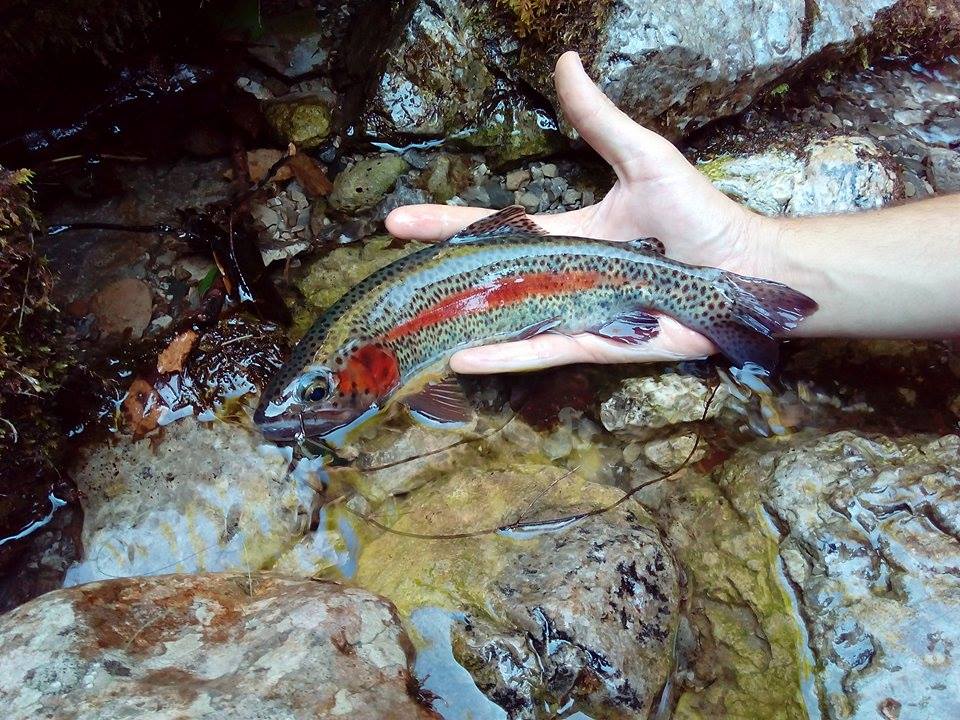 Cosa Si Pesca In Friuli Venezia Giulia