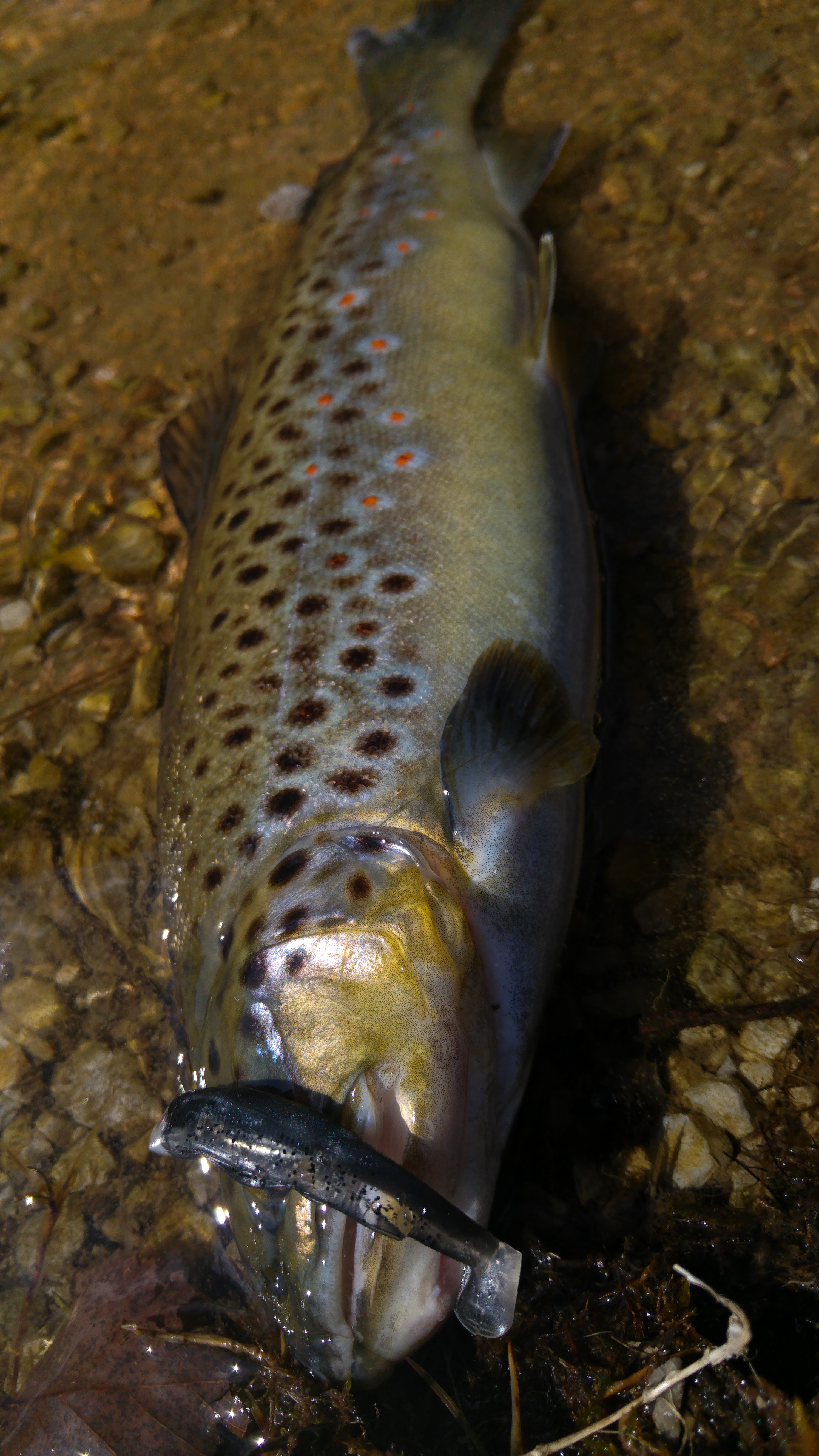 attrezzatura pesca trota torrente