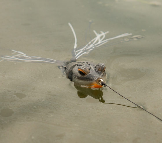 bass-fishing-frog-in-water