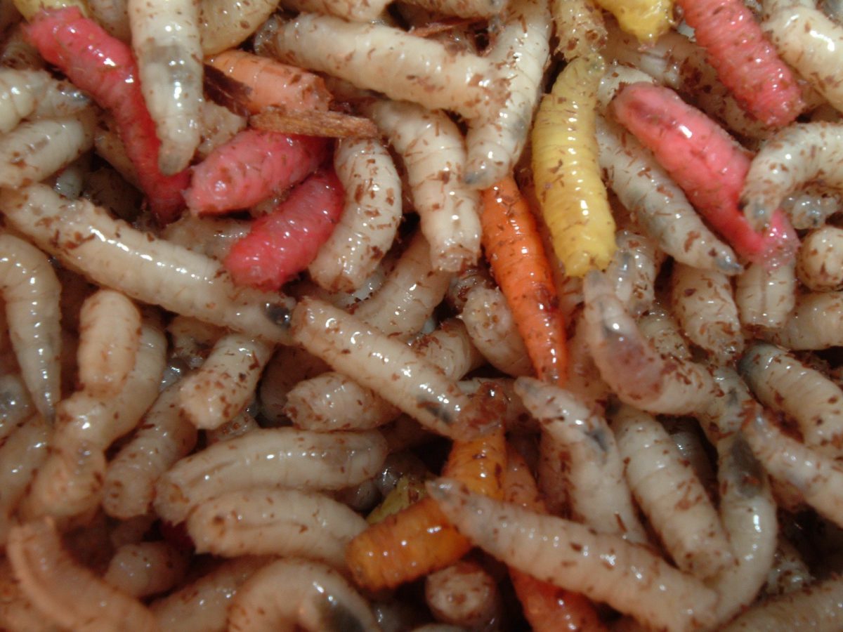 Acquista Esche Personalizzate Rosse E Calde Per La Pesca - Foto 9