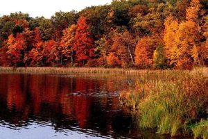 immagine autunno